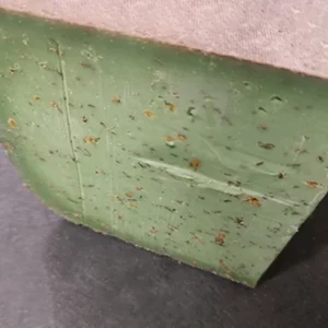 Gouda au pesto et au basilic