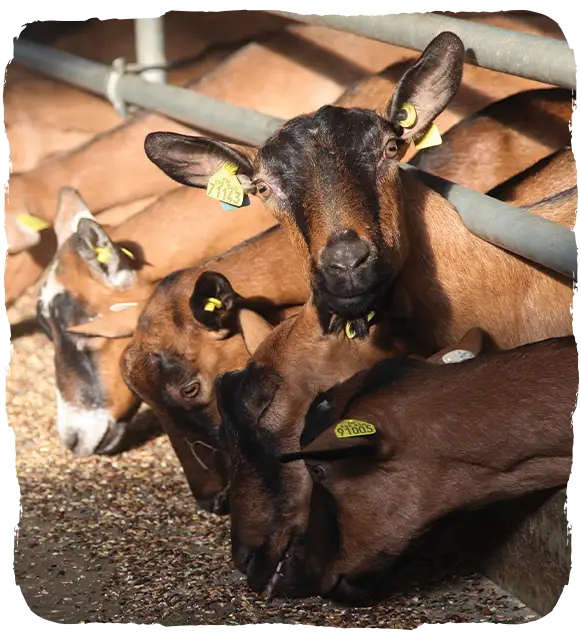 Les chèvres de notre ferme sont issues de la race Alpine Les chèvres de notre ferme sont issues de la race Alpine